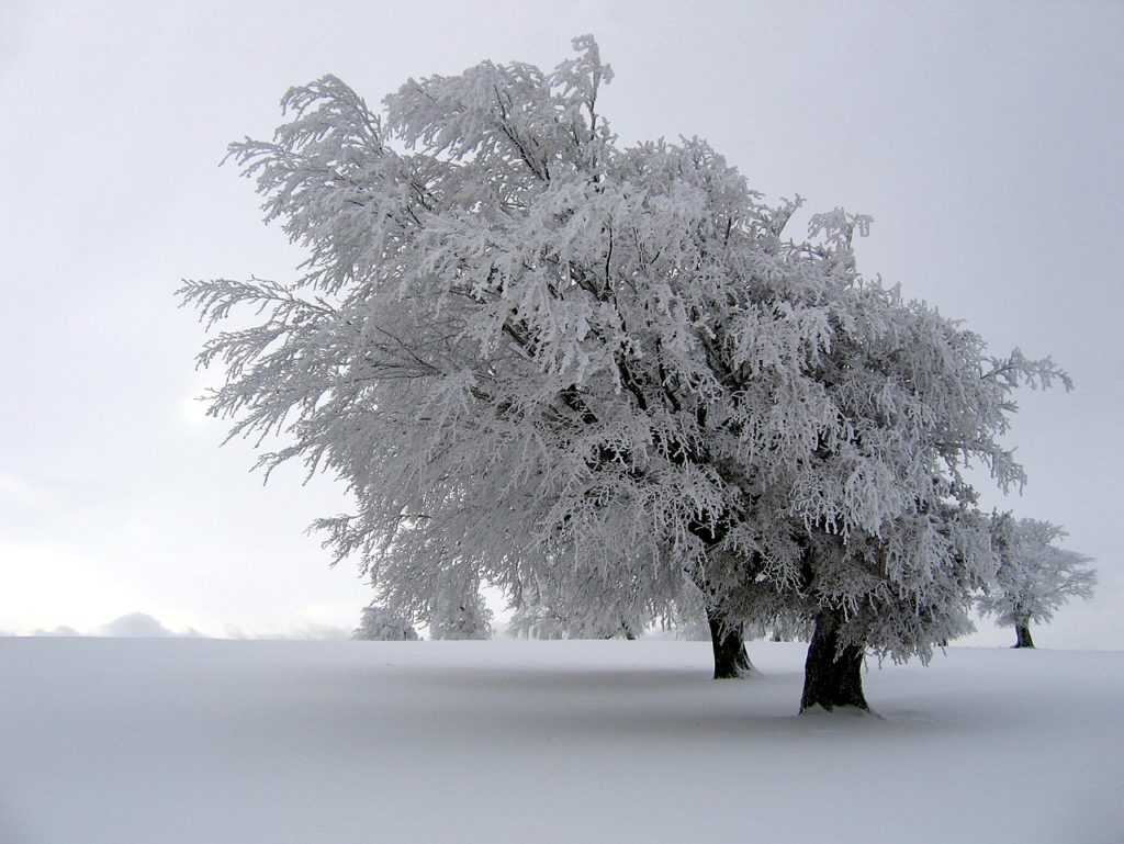 Rime Ice Or Hoar Frost There Is A Difference DTN   Hard Rime 1024x769 