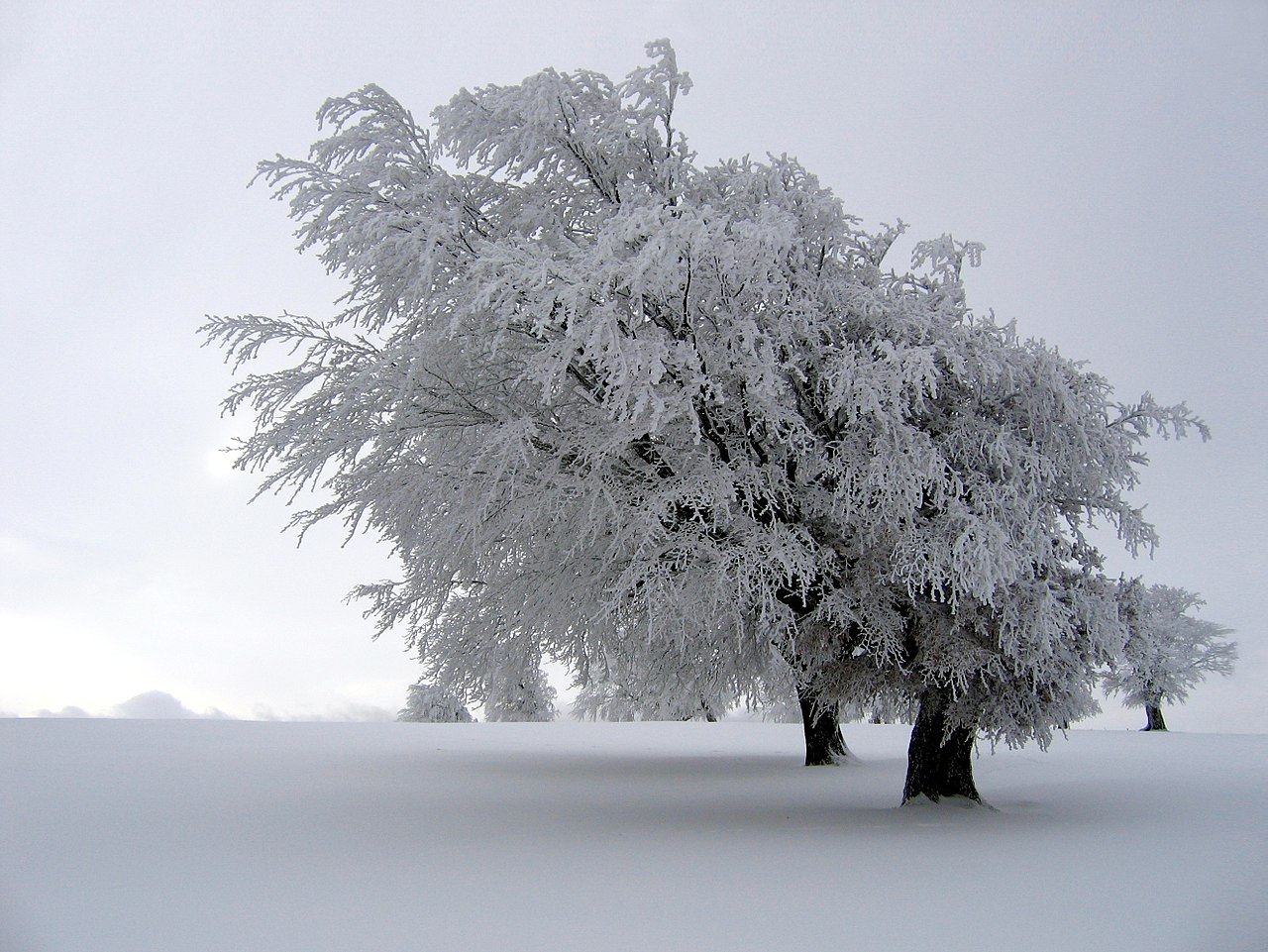 ハード樹氷全体の木