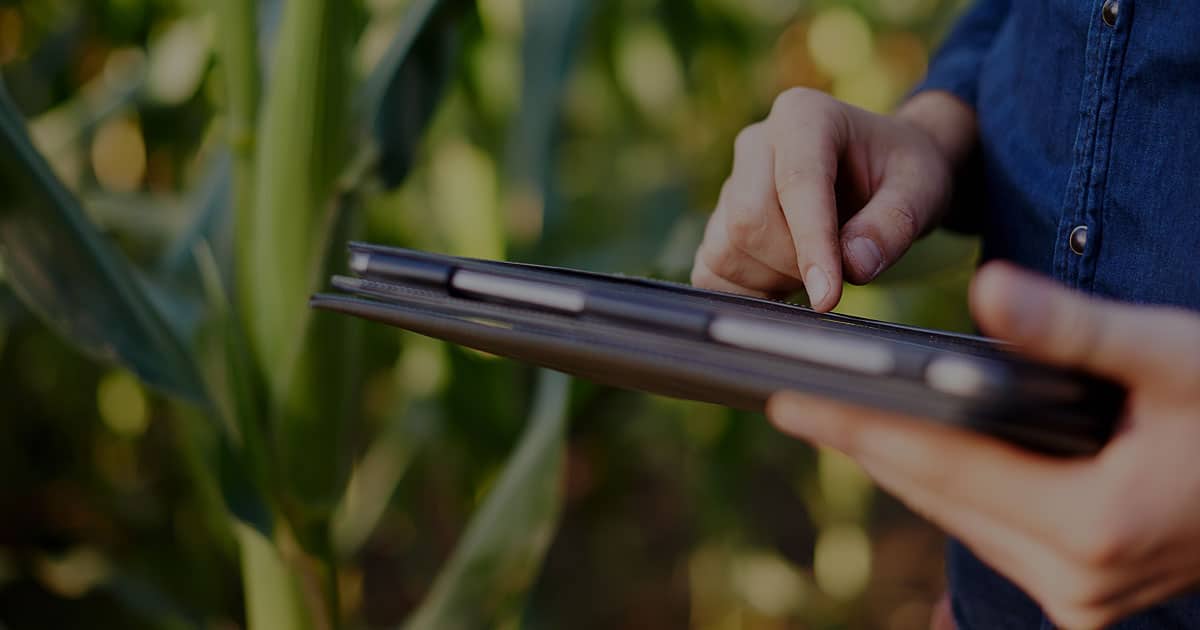 user navigating tablet in corn field