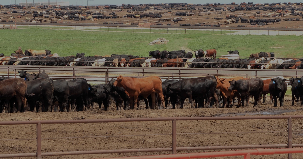 DTN Grain Portal for Livestock - DTN