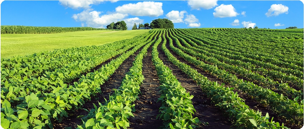 Soybean field