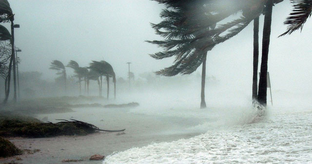 News Insights Hurricane blowing palm trees