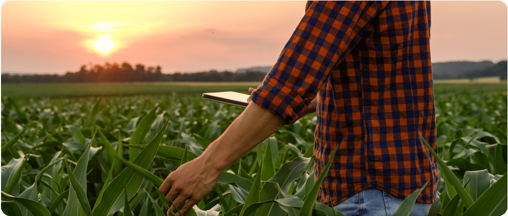 Farmer holding tablet in cornfield