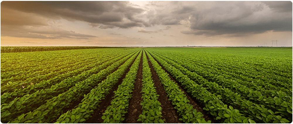 Soybean Field with storm clouds