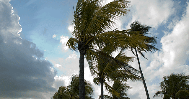 Palm trees blowing with blue sky