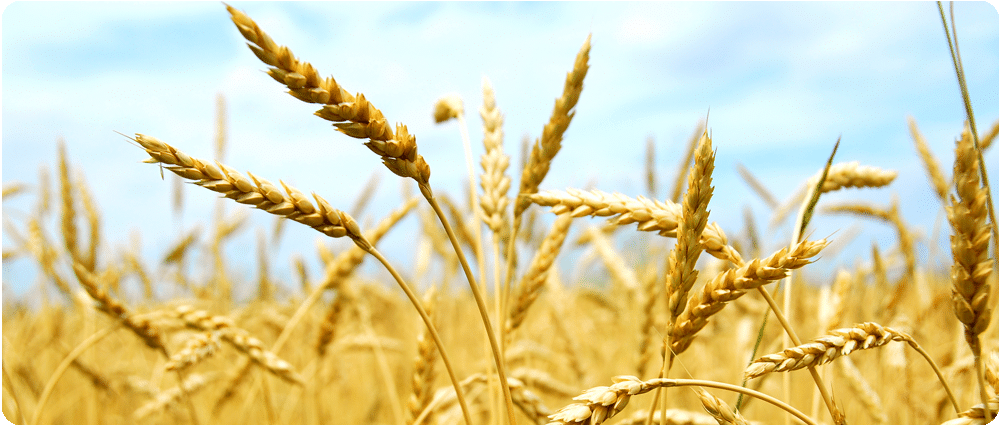 Wheat Field