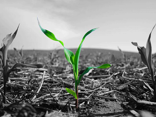 Single Corn in color