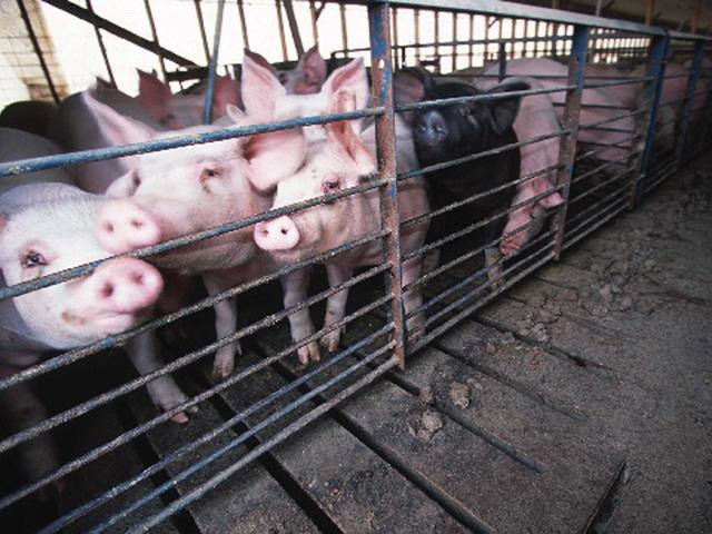 Pigs in pen